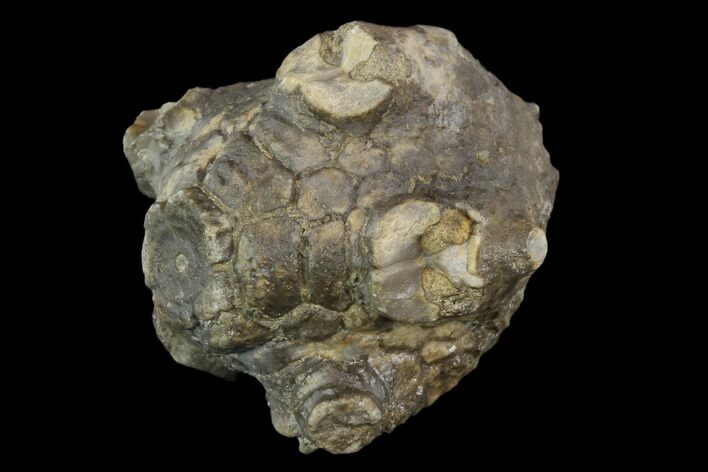 Fossil Crinoid (Amphoracrinus) - Clitheroe, England #118945